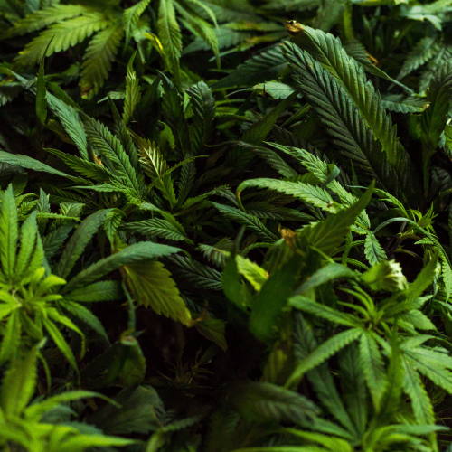 Qu'est ce que le THC-P ?